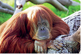 San Diego Zoo - Orangutan