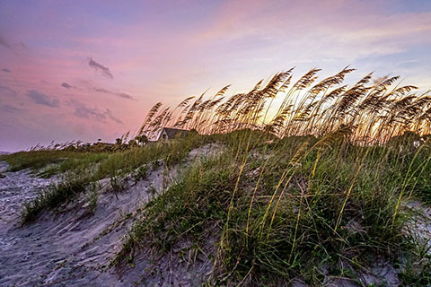 Sea Grass